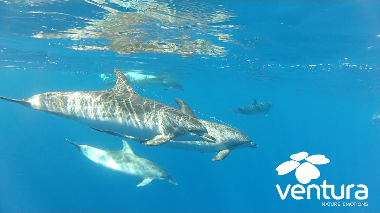 Whale and dolphin watching with Ventura | Nature Emotions (Madeira)