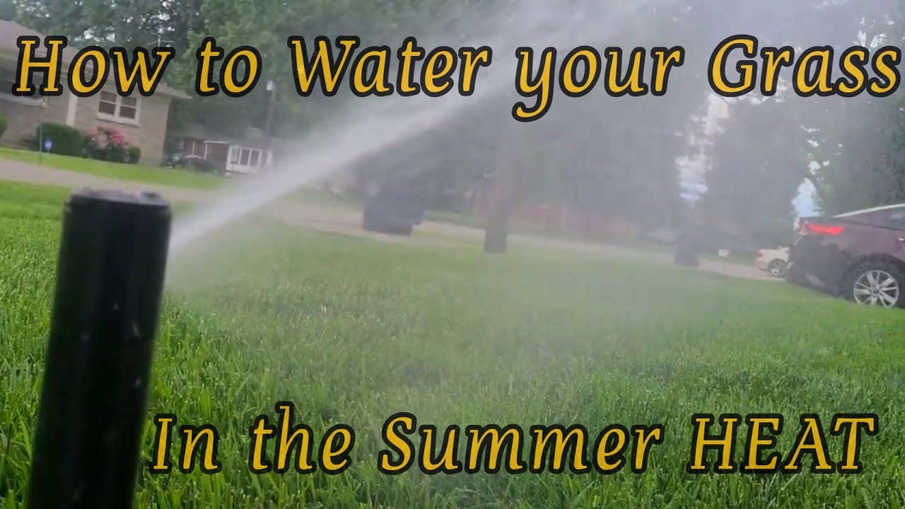 HOW to WATER YOUR GRASS in the Summer