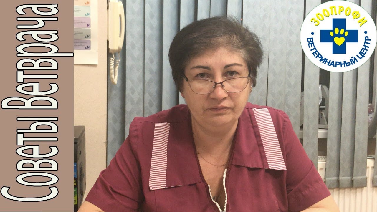 Мочевина и Креатинин в Биохимический Анализ Крови у Собак и Кошек