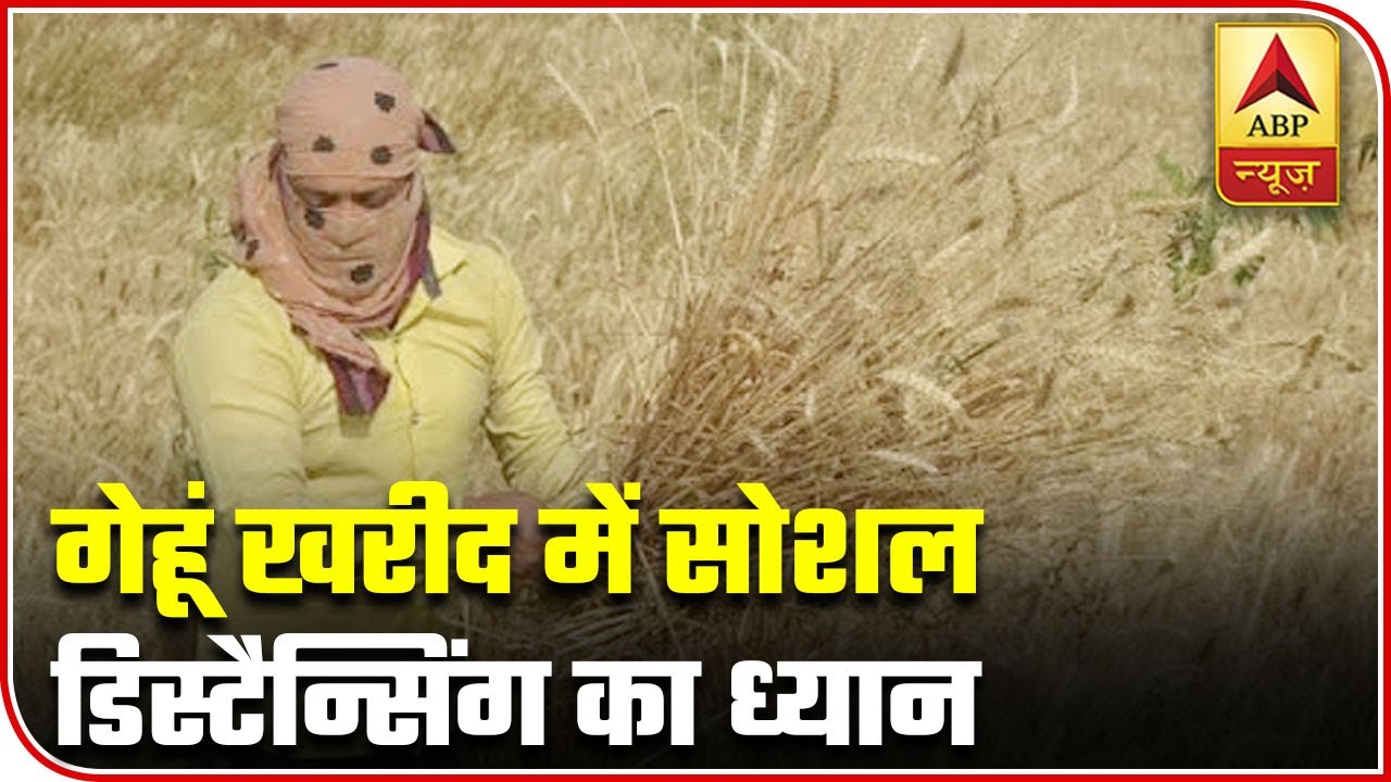 UP Govt Maintains Social Distancing At Wheat Procurement Centres | ABP News