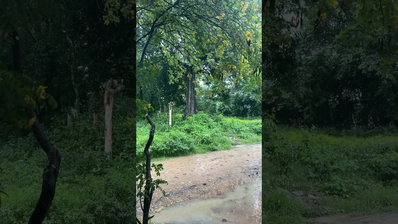 Beautiful nature of raining 🌧️ 