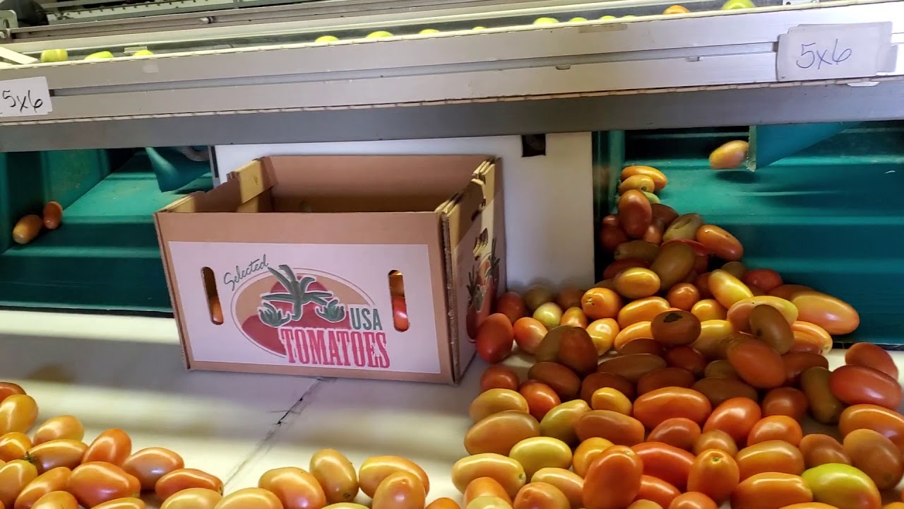 Autoline Fruit Color Sorting System Video 1