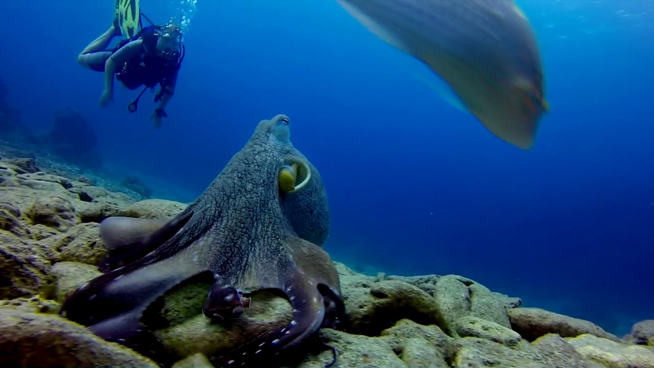 Excelsus plongée / île de La Reunion / 28 juillet 2014 / GOPRO3+ / Romain Vandaele