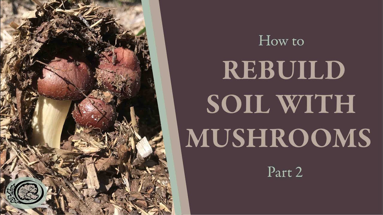 How to Rebuild Soil with Wine Cap Mushrooms: Part 2