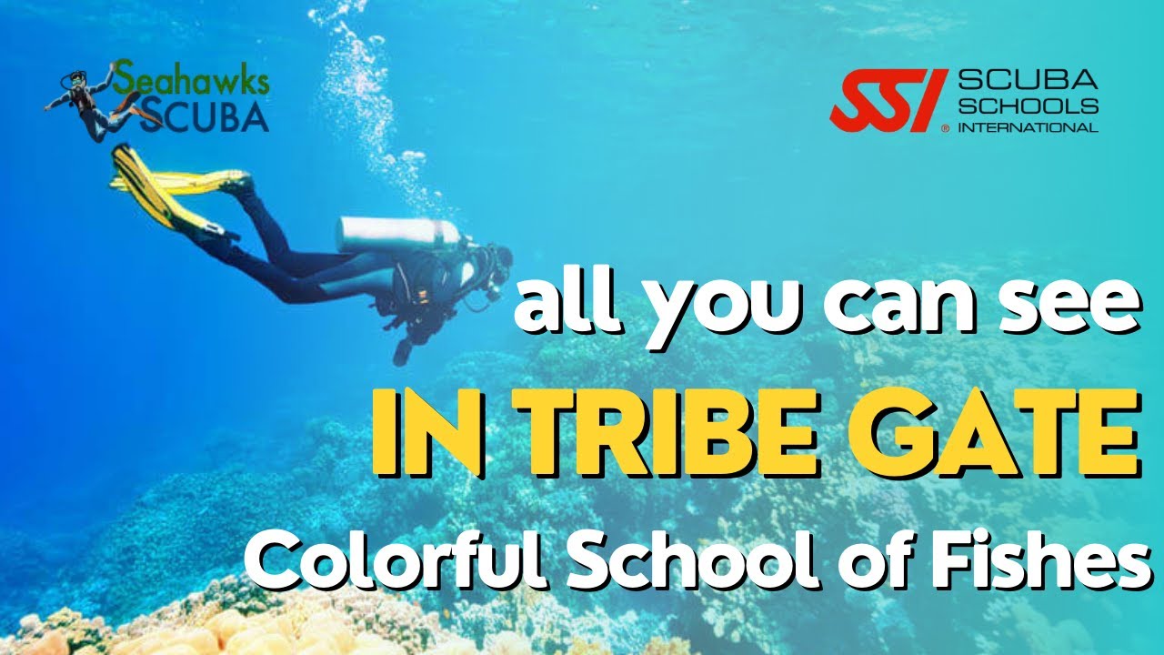 Colourful school of fishes in tribe gate, havelock