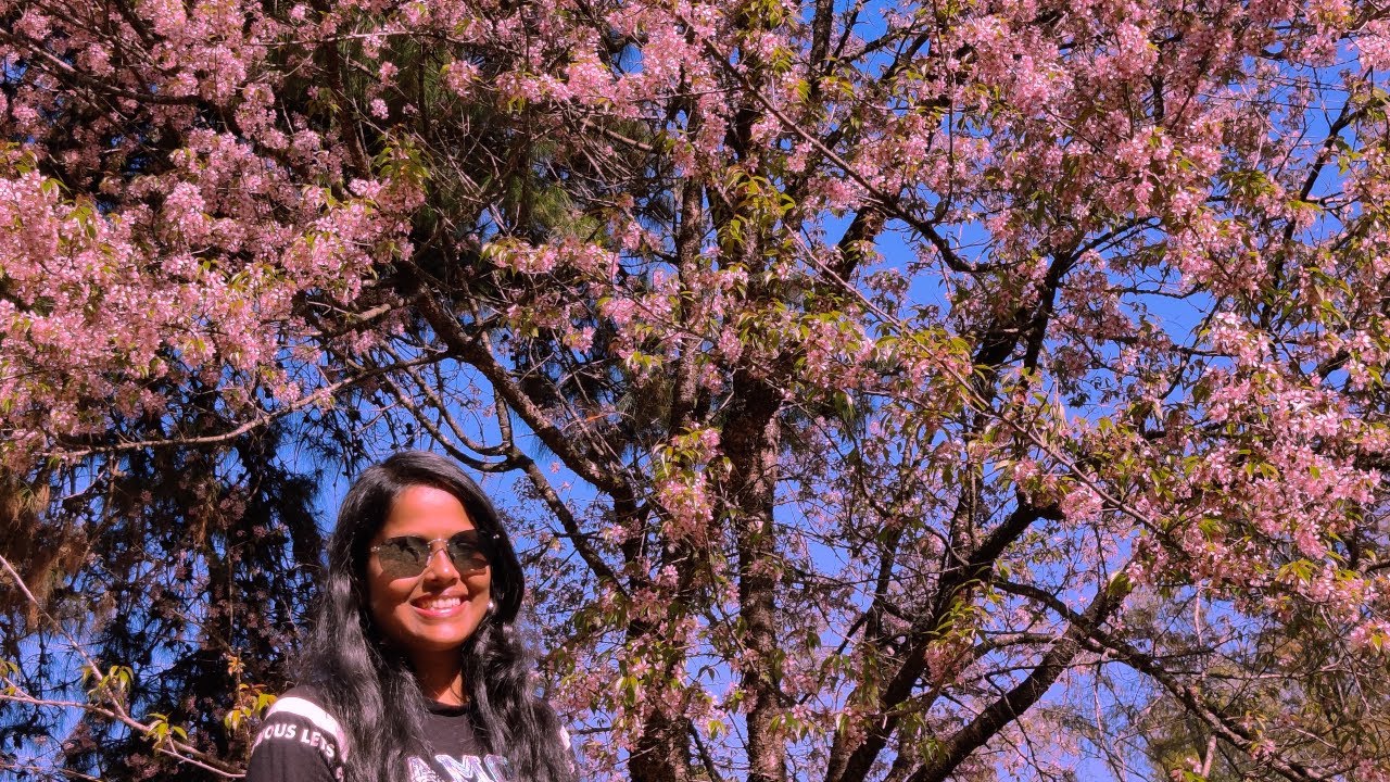 Cherry blossom festival 2021 Shillong | Meghalaya trip VLOG