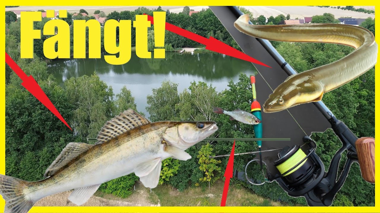 Aal, Zander, Karpfen Allround-Nachtangeln mit Köderfisch & Wurm  spannende Nacht voller Angel-Action