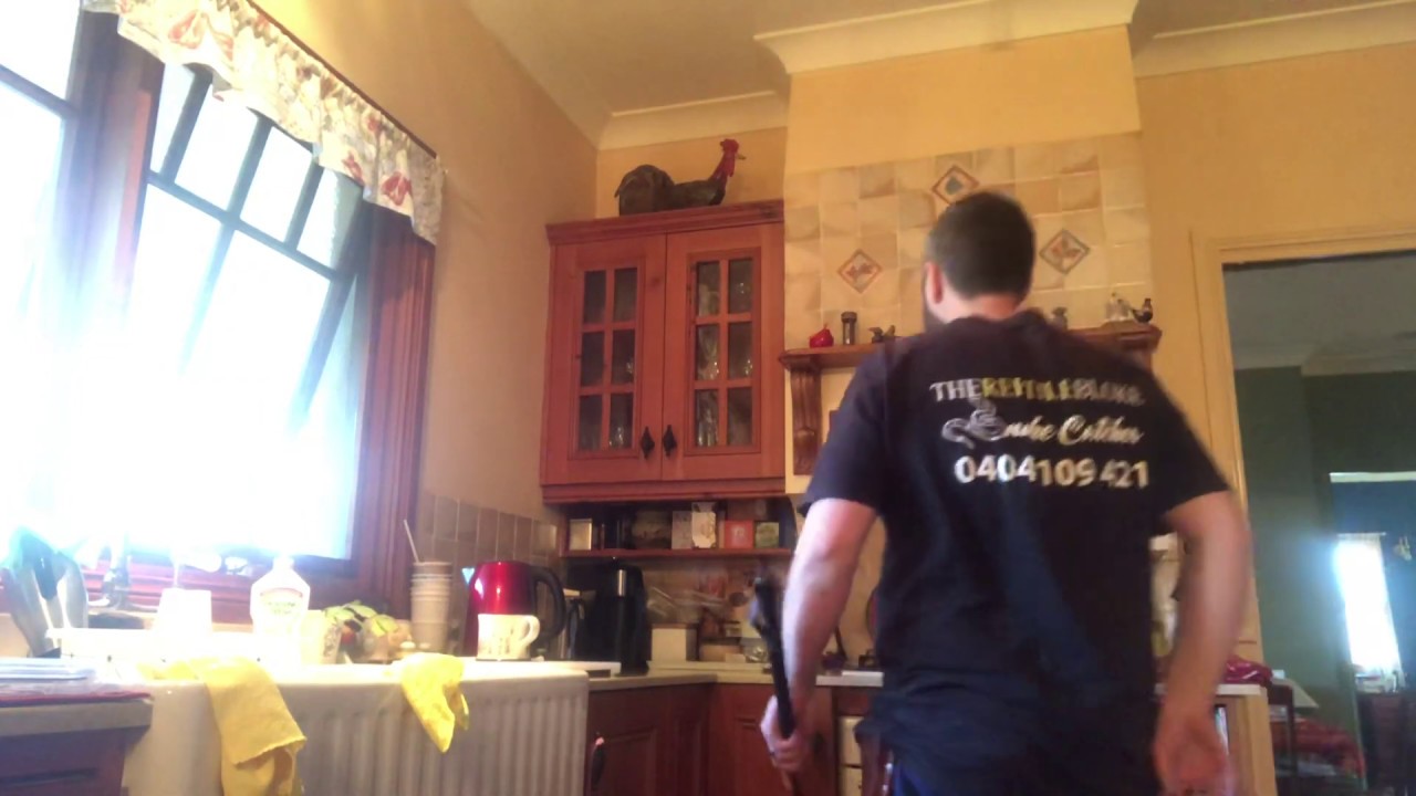 Snake In The Kitchen