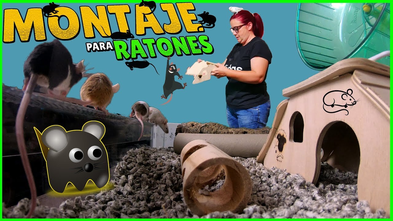 Terrario para Ratones 🐀 Un MONTAJE Divertido 👀 🤪 Ratoncitos 🐹Mascotas para Niños
