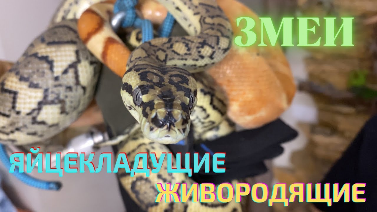 Разведение змей. Яйцекладущие и живородящие. / Breeding snakes. Oviparous and viviparous.
