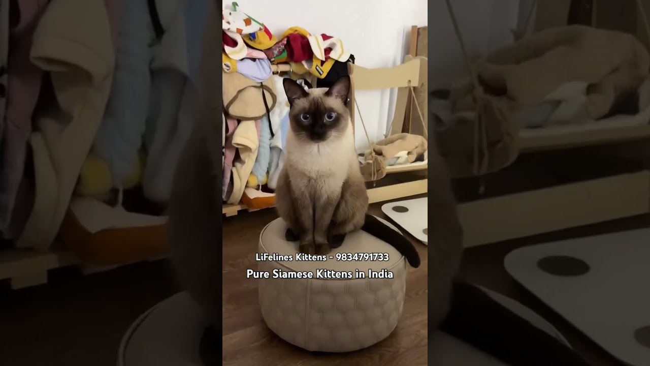 Pure Siamese Cat Kittens Bangalore #siamese #coimbatore #siamesecat #trivandrum #kerala #mangalore