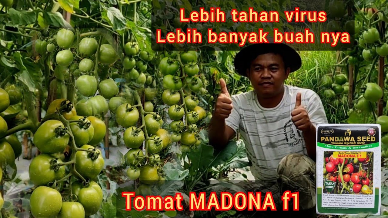 Bibit tomat tahan virus