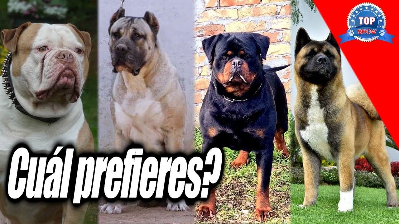 ROTTWEILER, PRESA CANARIO, AKITA AMERICANO, BULLDOG AMERICANO.!!