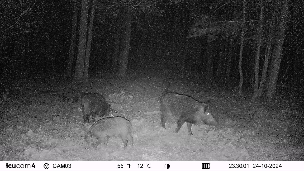 20241024233004 Germany - Wildzwijn / Schwarzwild / Wild boar