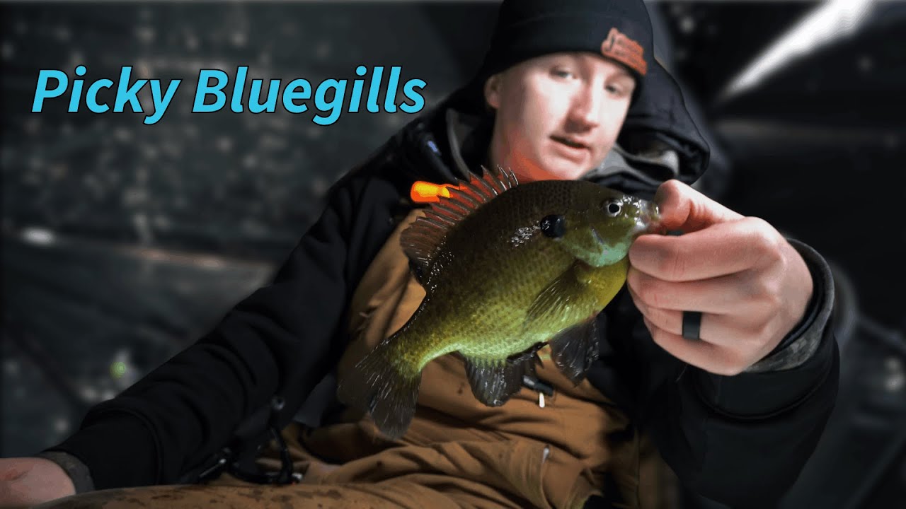 Picky Bluegills through the ice