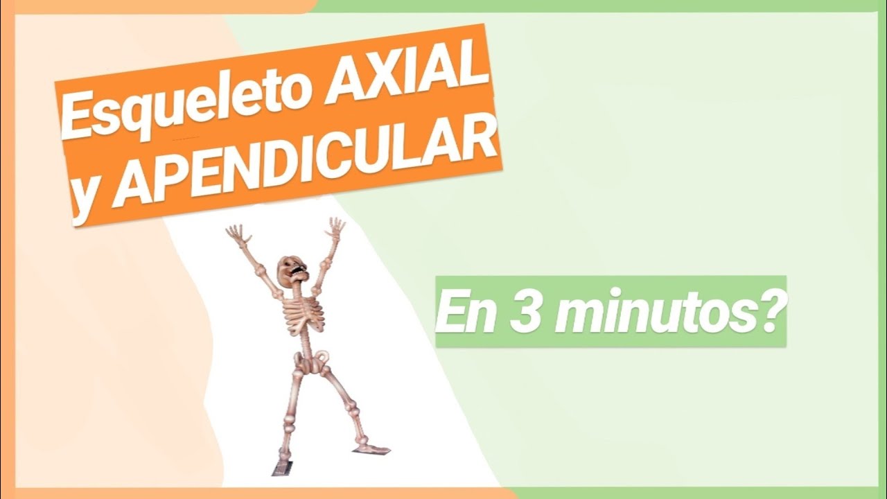 Esqueleto AXIAL y APENDICULAR 📚EN 3 MINUTOS📚 Sistema &Oacute;seo