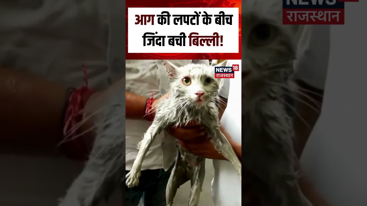 Lucknow Fire Accident :आग की लपटों के बीच जिंदा बची बिल्ली!| N18S | UP News |Fire Accident News