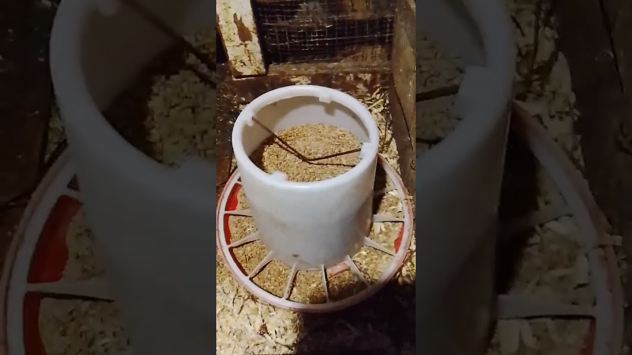 Кормление кур в зимой.