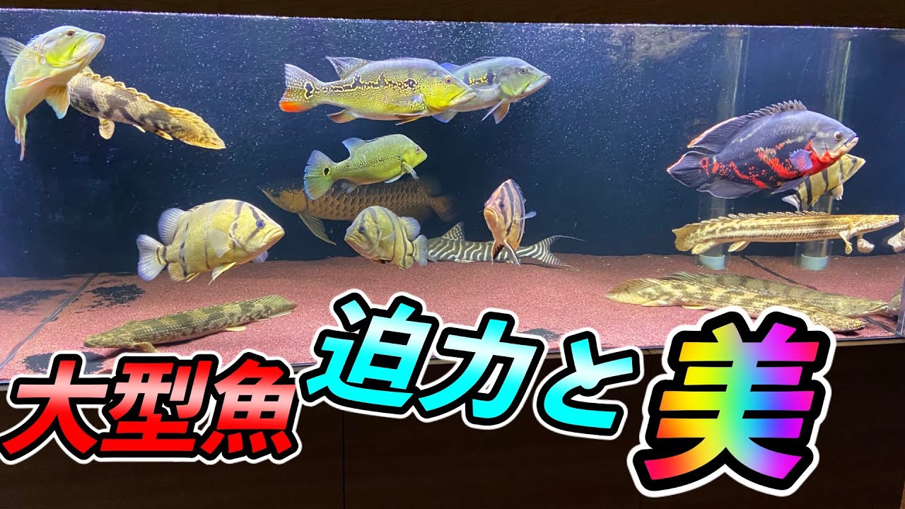 THE大型魚　極美精鋭の魚　アクアリウムユーチューバーの水槽完成　arowana ダトニオ　ポリプテルス　オスカー　キクラ『aquarium』 BIGfish