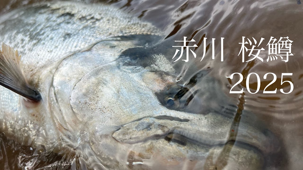 【サクラマス】久しぶりに赤川へ行ったら釣れた