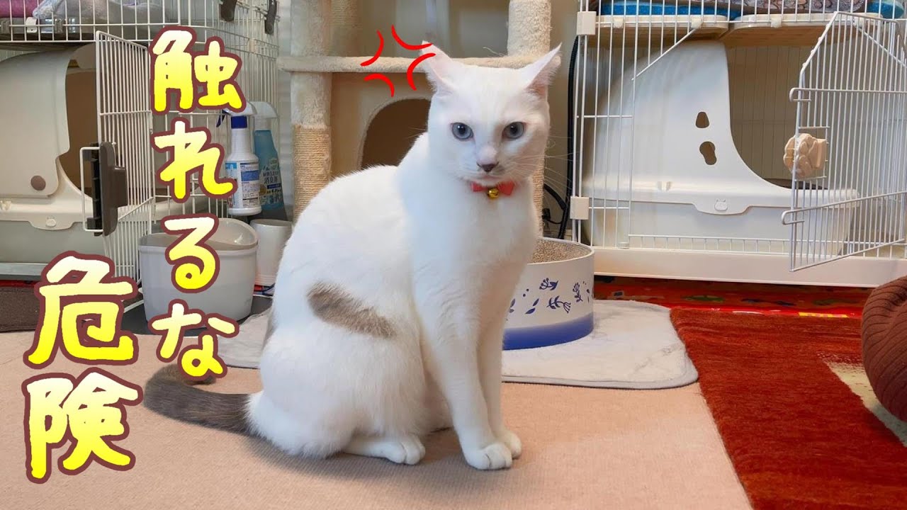 めっちゃ不機嫌な弟猫に触れたら酷い目にあってしまいました