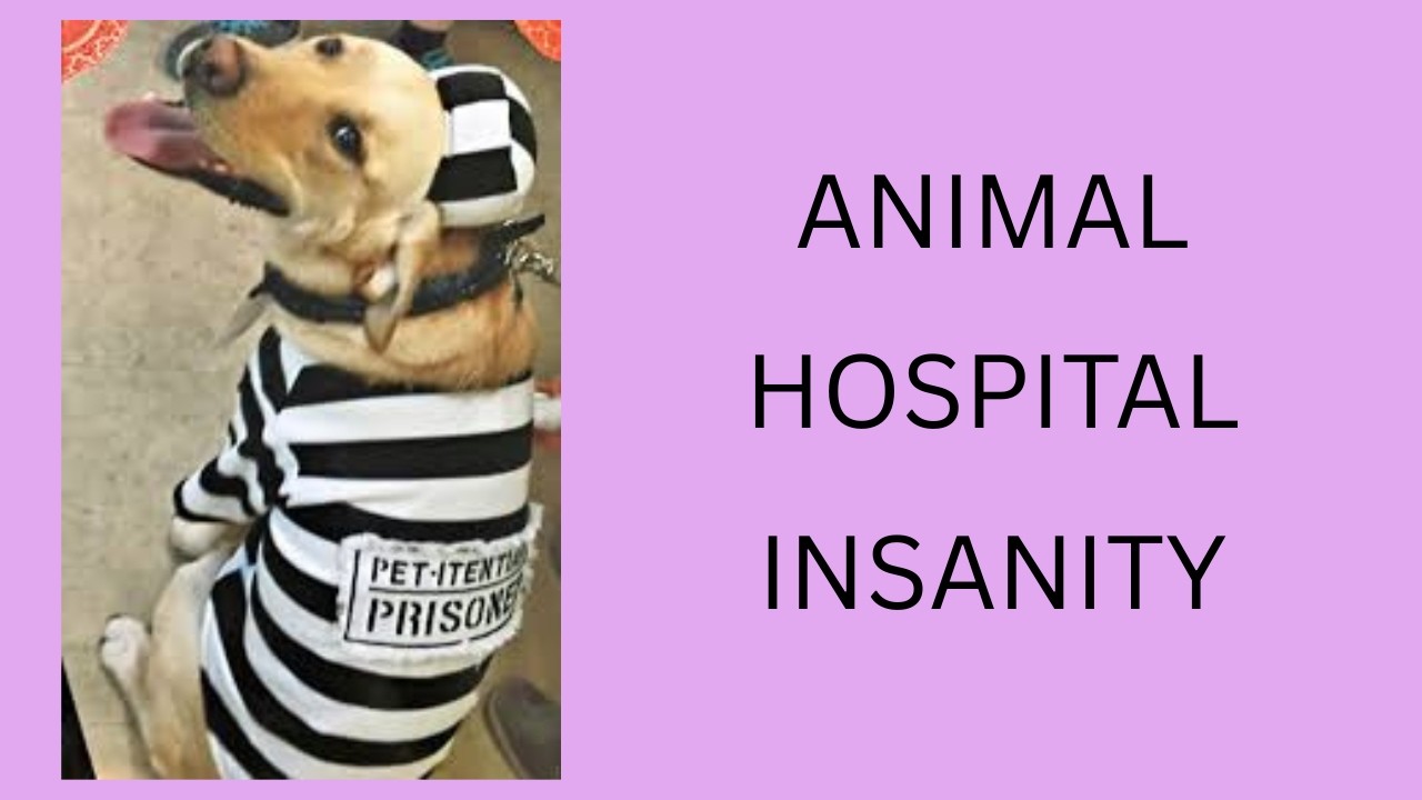 ANIMAL HOSPITAL INSANITY