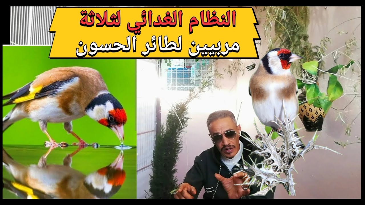 #الحسون #تغديته#المقنين #تغديته#طول السنة لنجاح موسم انتاجك #2023# #2024#