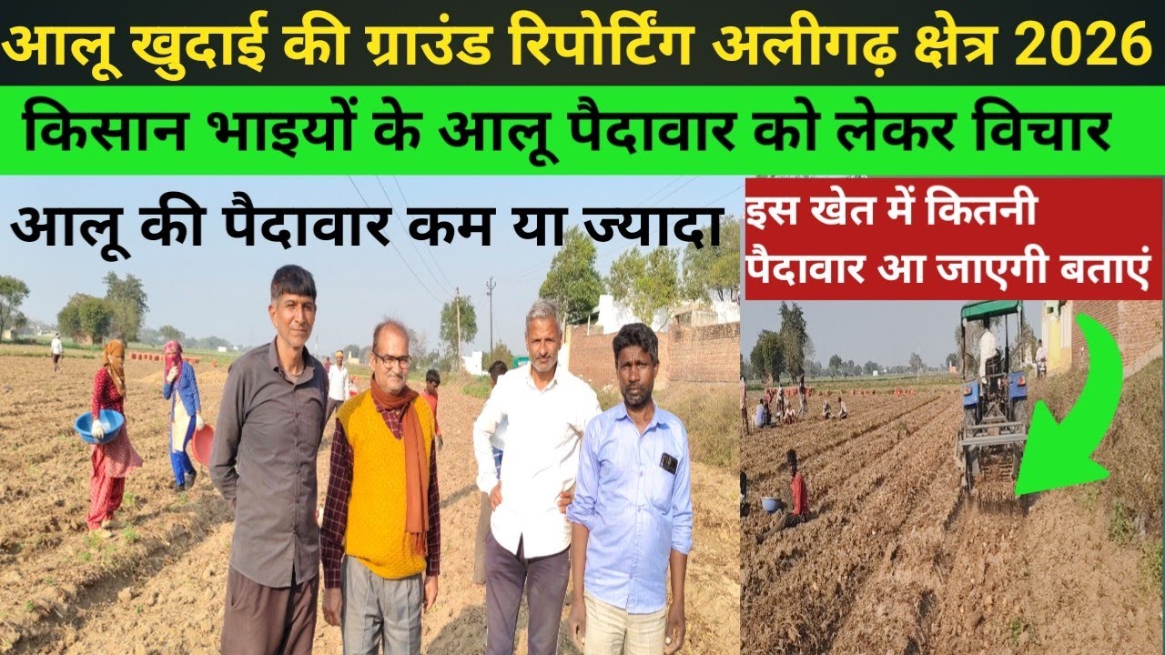 आलू खुदाई की ग्राउंड रिपोर्टिंग अलीगढ़ क्षेत्र से//आलू पैदावार ने बदला सारा खेल//ground reporting