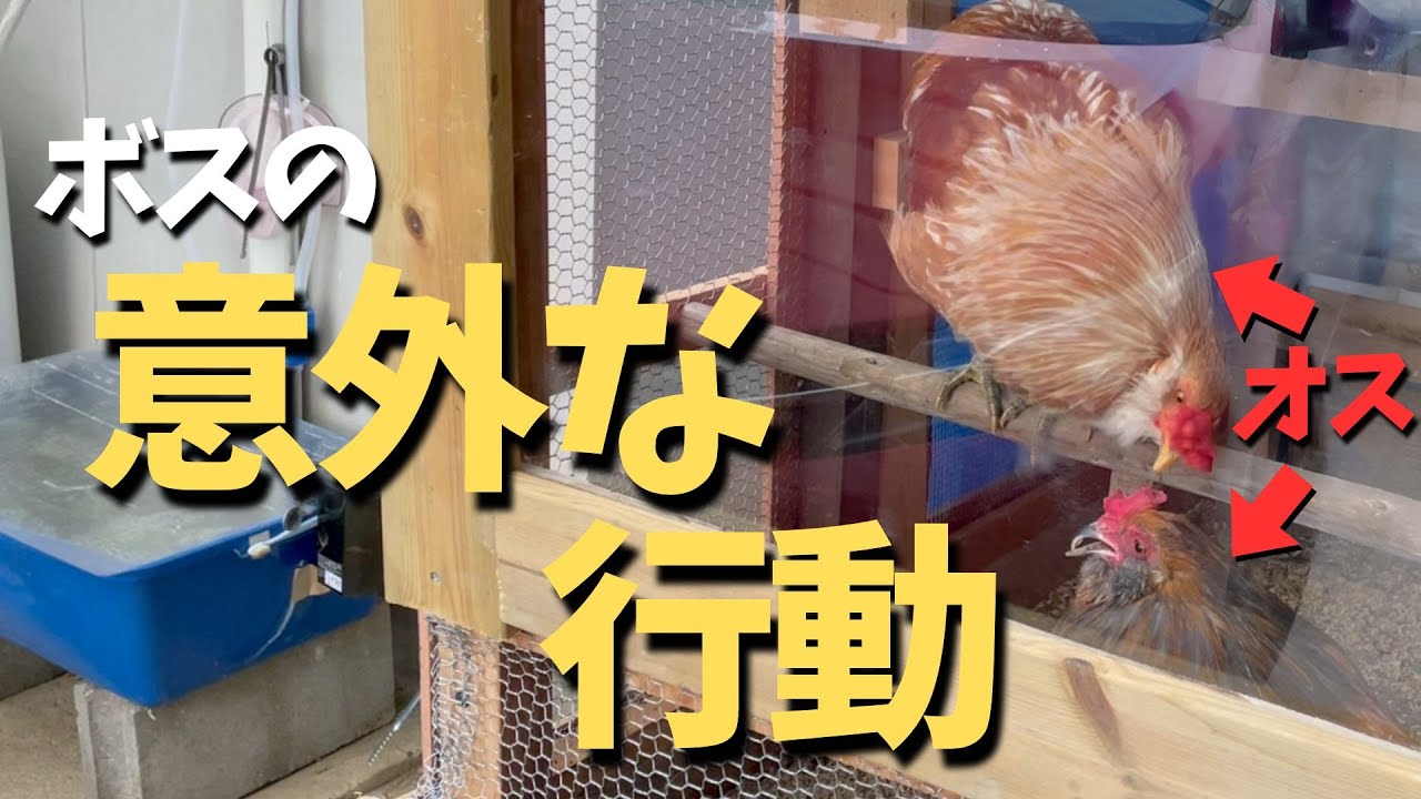 新しい小屋でオス同士が近づくと意外なことになりました【ニワトリ飼育】　#18