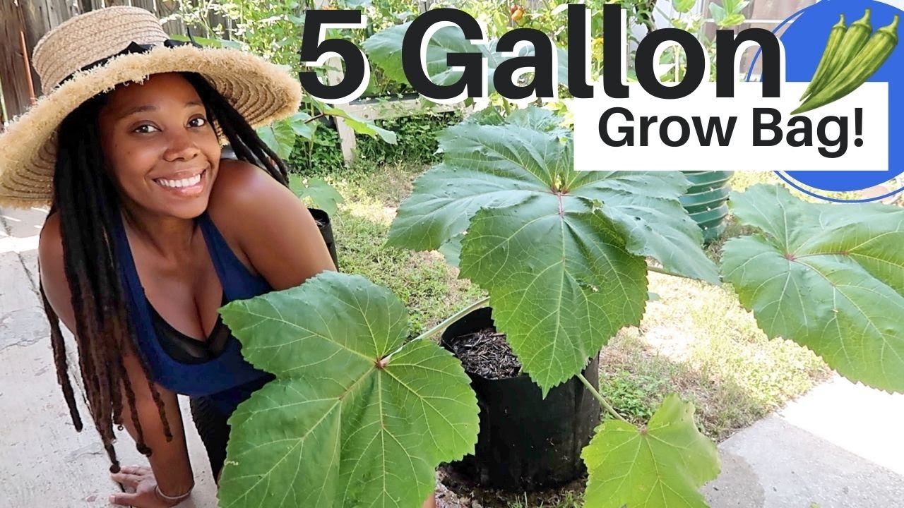 Grow Okra EASILY in Containers (5 Gallon Grow Bag + Care)😀🌿🌞🌧#garden