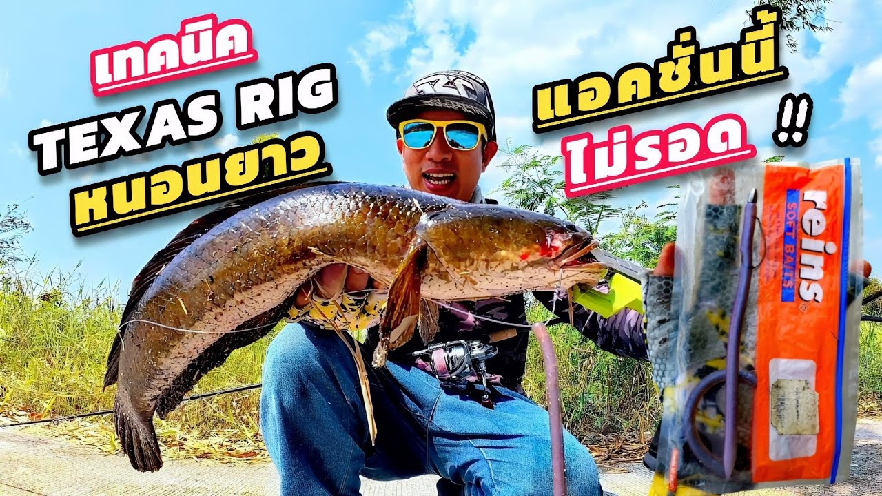 ตกปลาช่อน ด้วยหนอนยาว 13.5 cm. เหยื่อใหญ่ปลาใหญ่ .. #TexasRigSeries (Ep.138)​