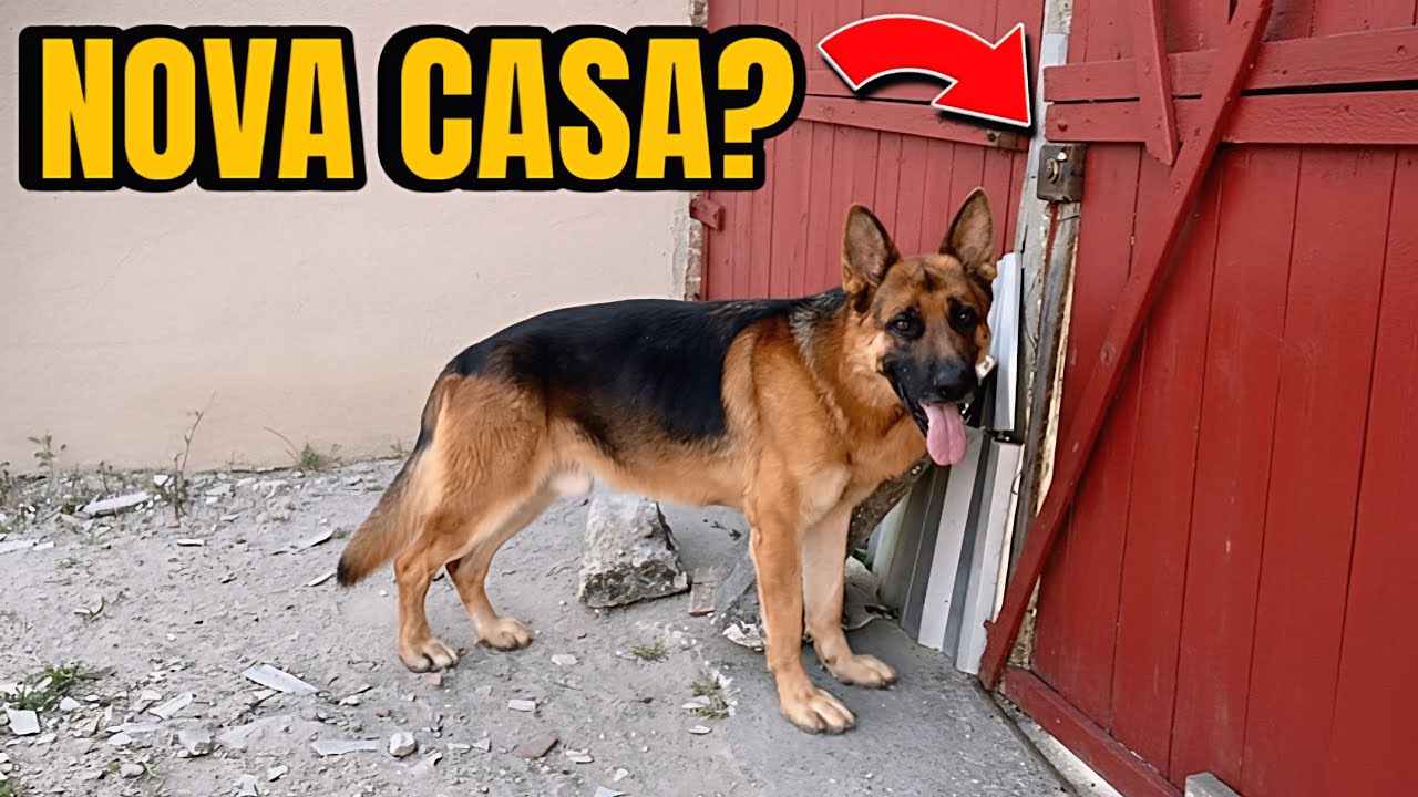 ESCONDI ESSE SEGREDO POR MUITO TEMPO… OS PASTORES ALEMÃES VÃO GOSTAR?