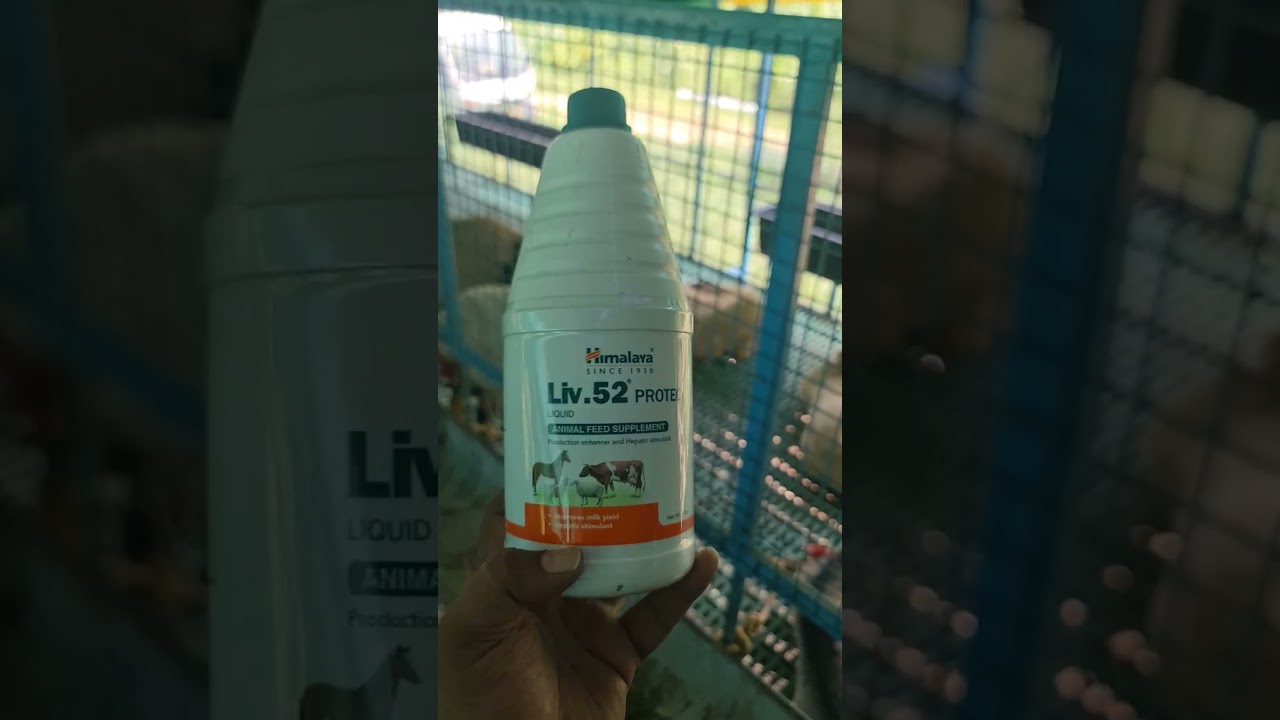 #livertonic for #sheep #themodernshepherd #sheepfarming #telugu #shorts #goat