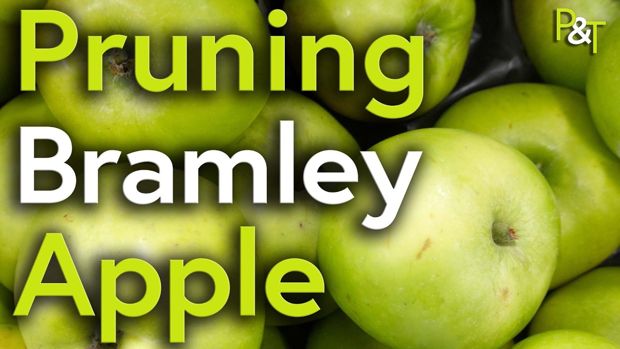 How to Prune a Bramley Cooking Apple Tree - Pots & Trowels