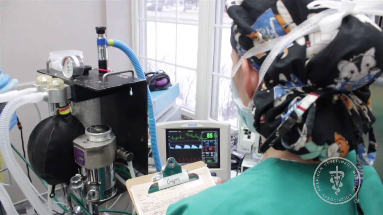 Anesthesia and Your Pet