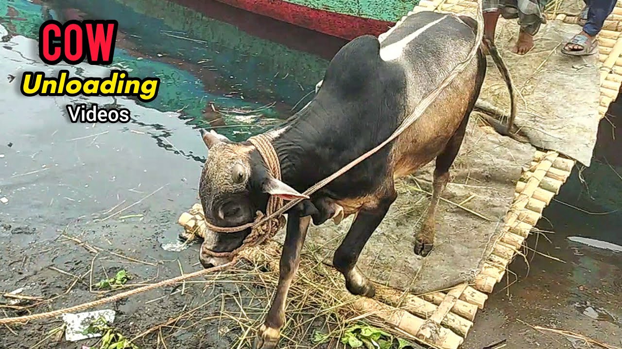 Cow Unloading | Crazy Cow | Goru Video | Goru,Hambba Ep - 225