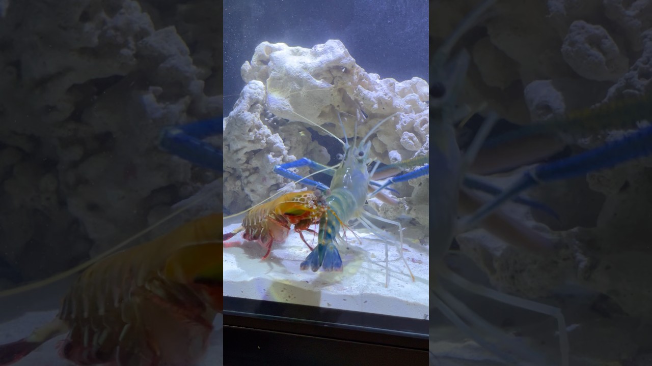 Mantis shrimp and lobster live in a saltwater tank together 🥰 #mantisshrimp  #shorts