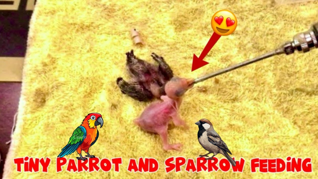 The Smallest Parrot Chicks and Sparrow Chicks Hand Feeding😱