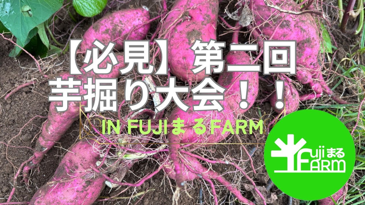 【必見】第二回芋掘り大会