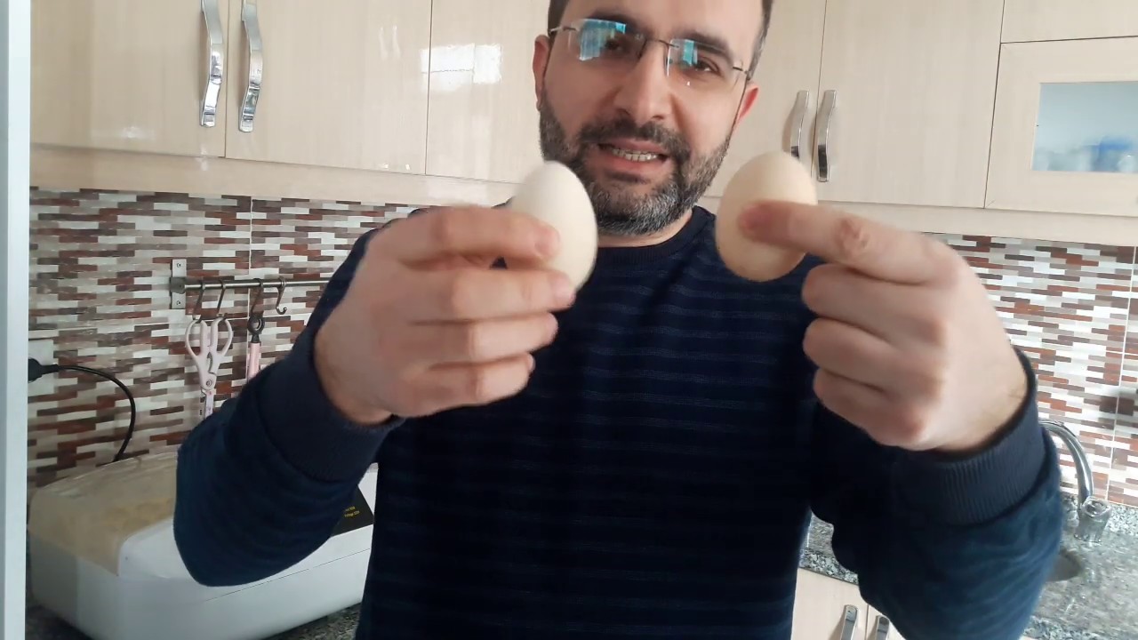 Kuluçka Makinasına Yumurta koyarken nelere dikkat etmeliyiz / Kuluçkalık Yumurta Seçimi Nasıl Olmalı