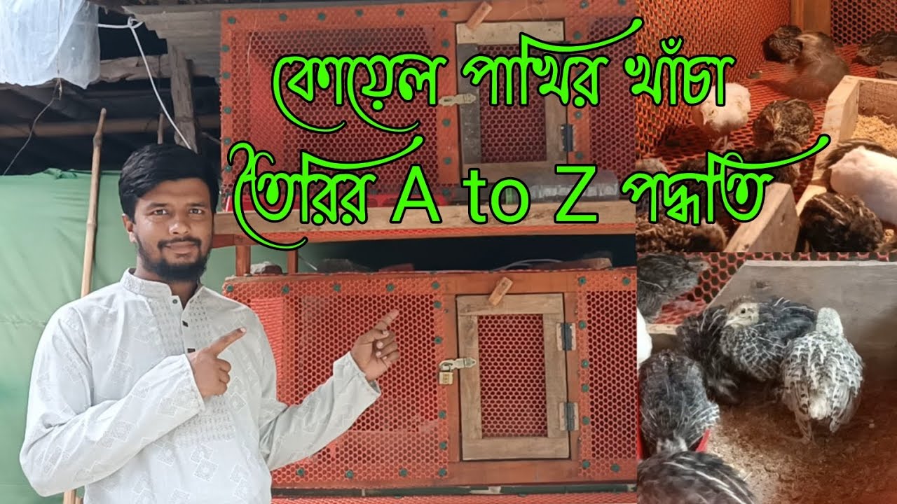 কোয়েল পাখির খাঁচা তৈরির A to Z পদ্ধতি | ভিডিওটা সম্পূর্ণ দেখলে আপনি আদর্শ খাঁচা তৈরি করতে পারবেন ||