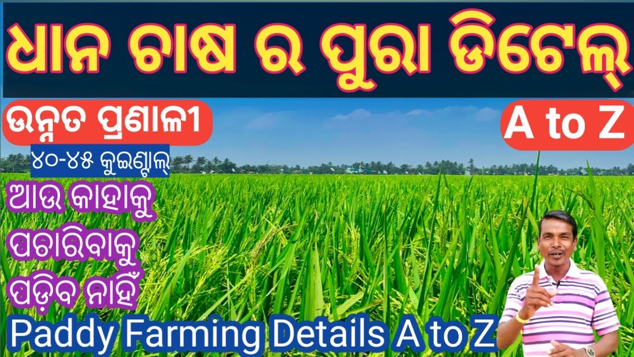 ଧାନ ଚାଷ ର ପୁରା ଡିଟେଲ୍//ଧାନ ର ଉନ୍ନତ ପ୍ରଣାଳୀ//ଧାନ ଚାଷ A to Z//Paddy Farming Details A to Z