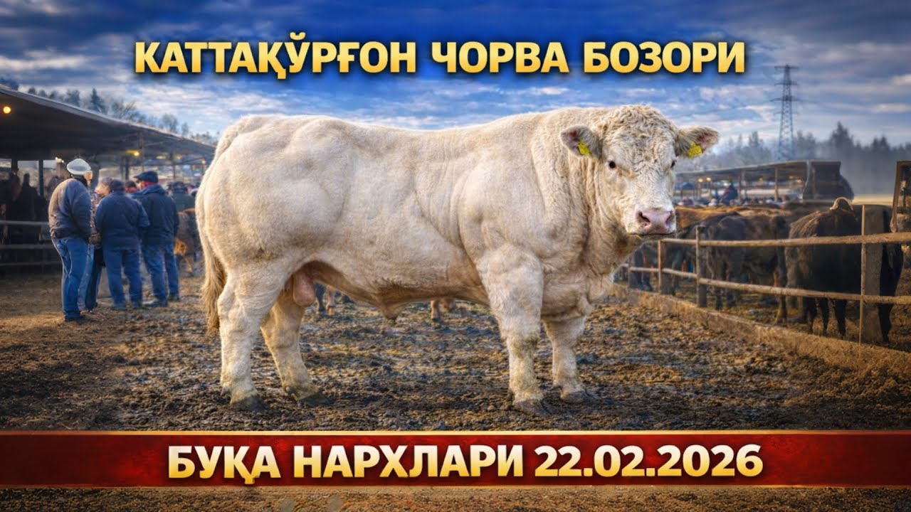 САМАРҚАНД КАТТАҚЎРҒОН МОЛ БОЗОРИДАГИ СЎНГГИ НАРХЛАР | МОЛ, ҚЎЙ, ЭЧКИ, ОТ НАРХЛАРИ 22.02.2026