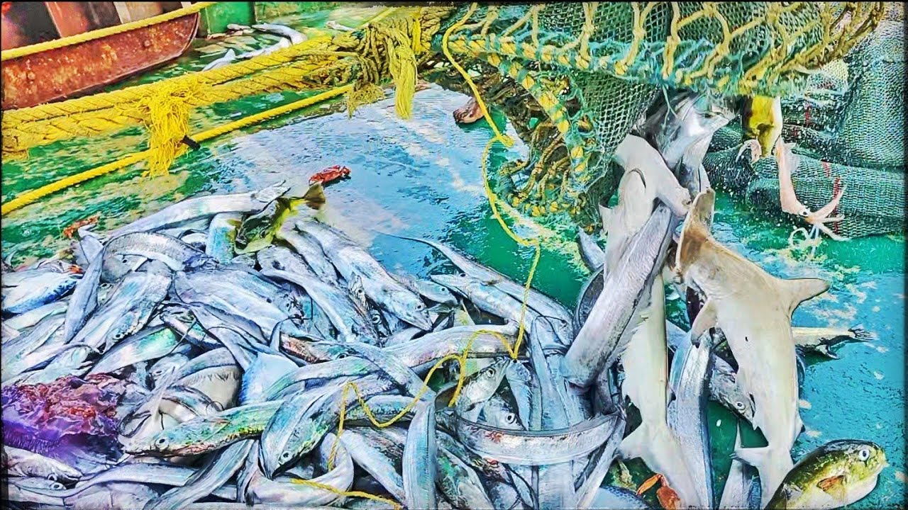 ⚓அரபிக்கடலில் 🌊வலை போட்டு வலை 🌊வாங்கும் காட்சி|Trawlernet Fishing in Arabian Sea|#mandapammeenavan
