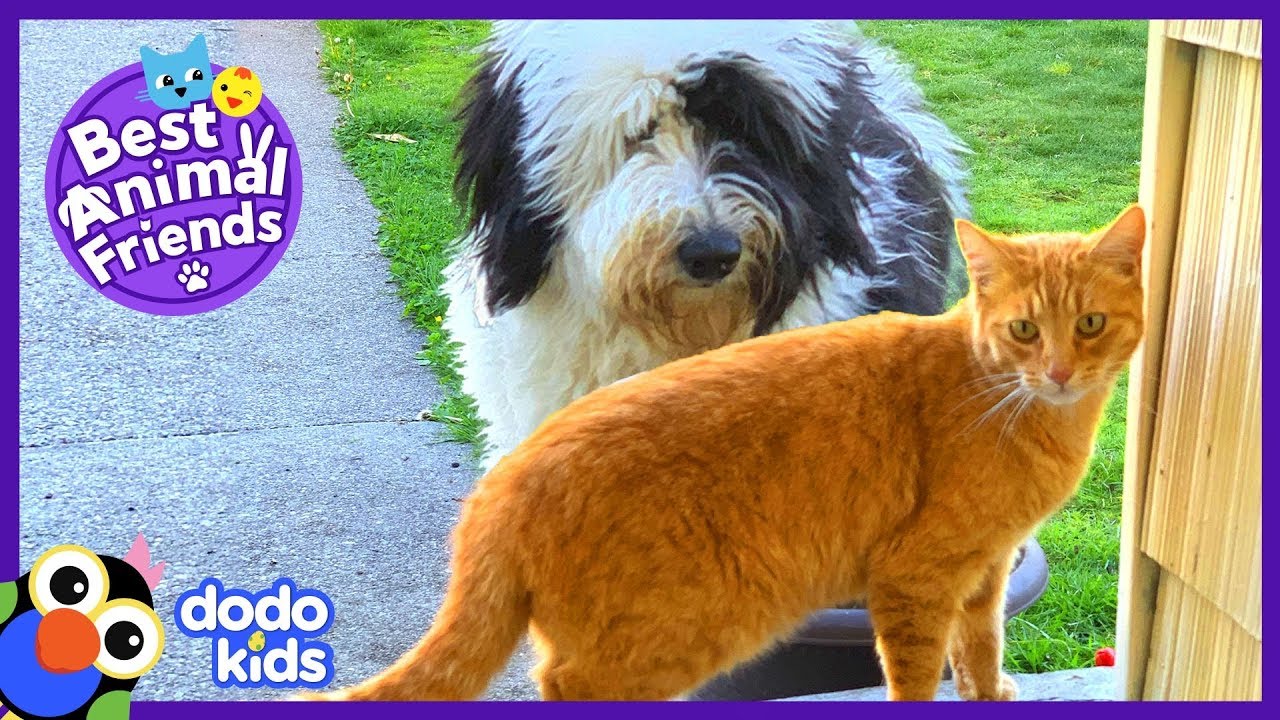 Mo The Cat Visits His Dog Neighbor Cricket Every Day | Animal Videos For Kids