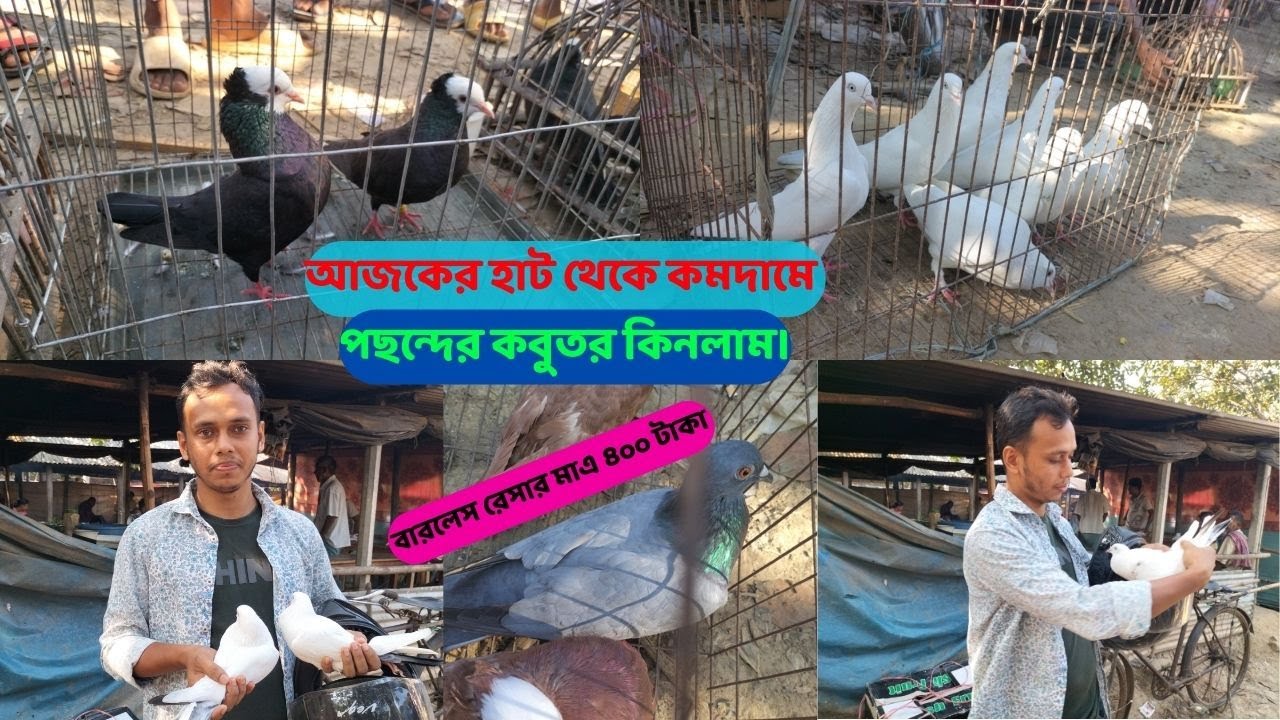 হাট থেকে কমদামে ভালোমানের  কালদম গিরিবাজ কবুতর কিনলাম,pigeon market