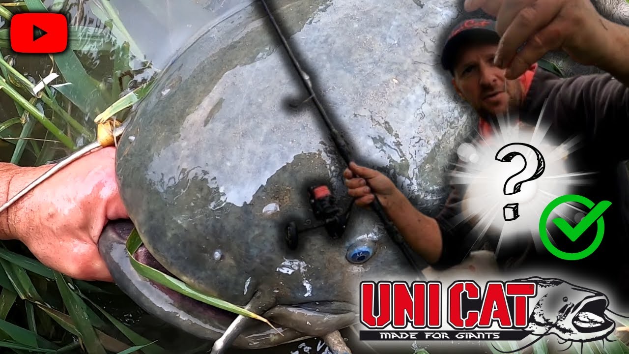 UN APPÂT INSOLITE SUPER EFFICACE ET REDOUTABLE, POUR PÊCHER DES POISSONS GÉANTS !