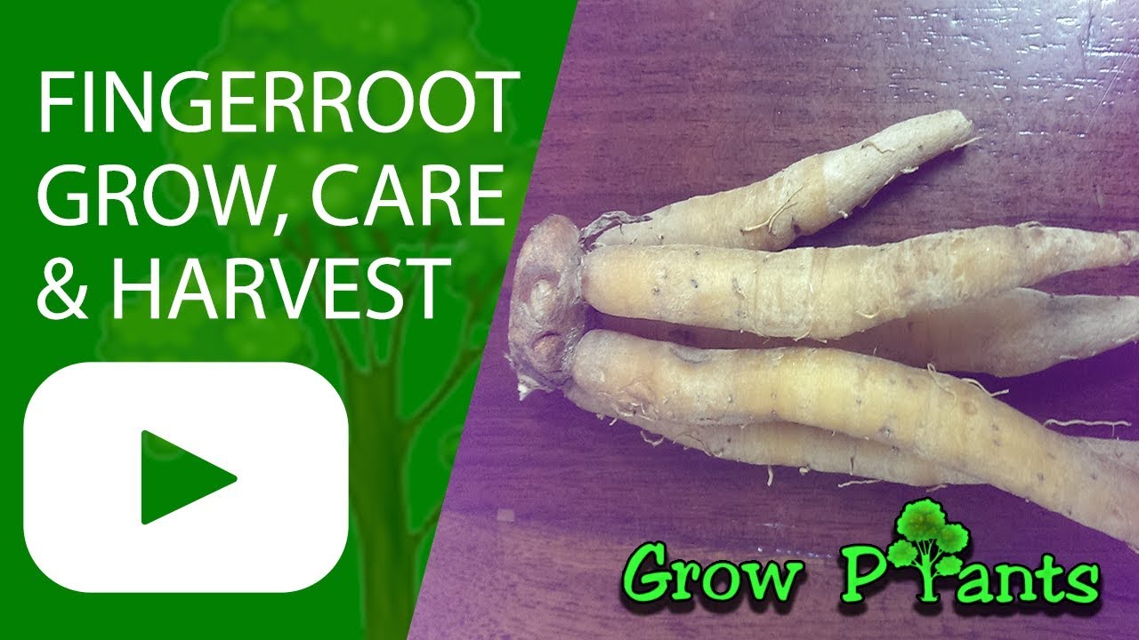 Fingerroot ginger - How to grow unique edible roots