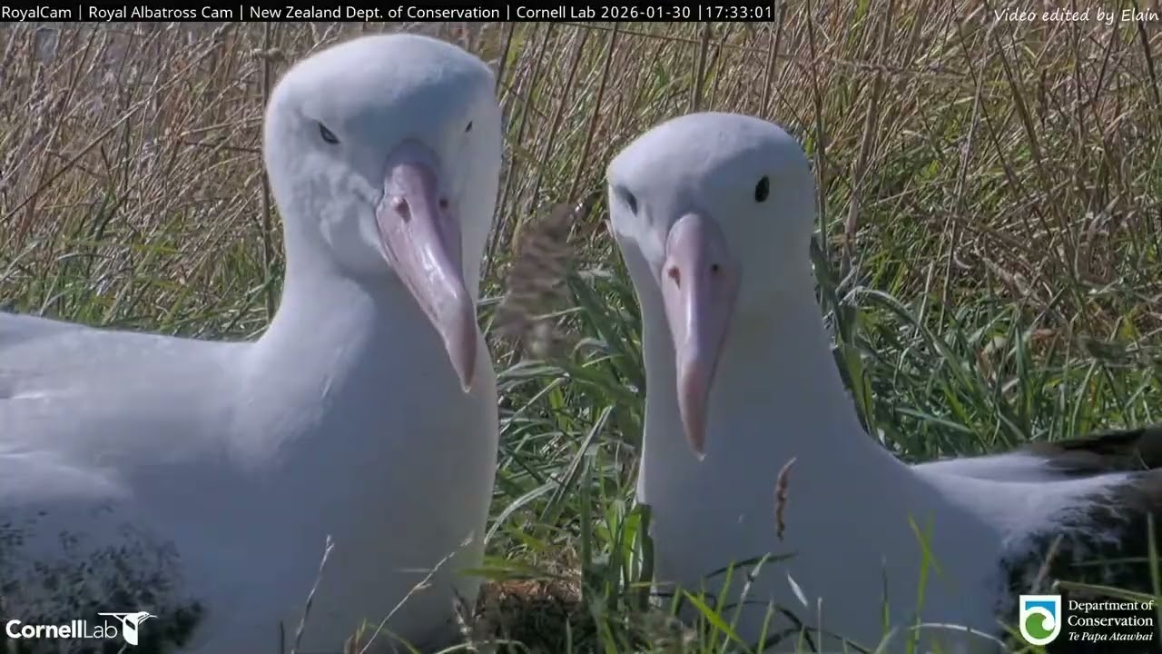 26.01.30 Royal Albatross Cam - BOK才離開一天就回來 BOK Returns After Just One Day