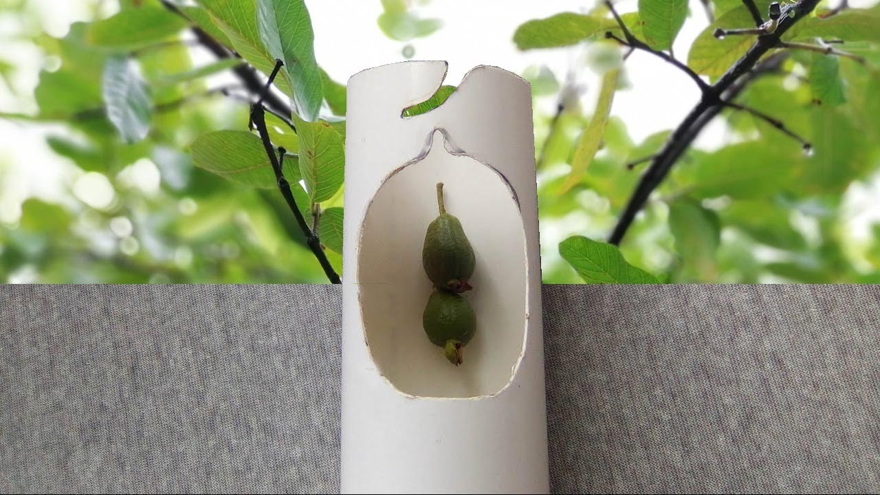 Fruits Picker 2 in 1 DIY PVC Pipe Crafts and Useful Tools
